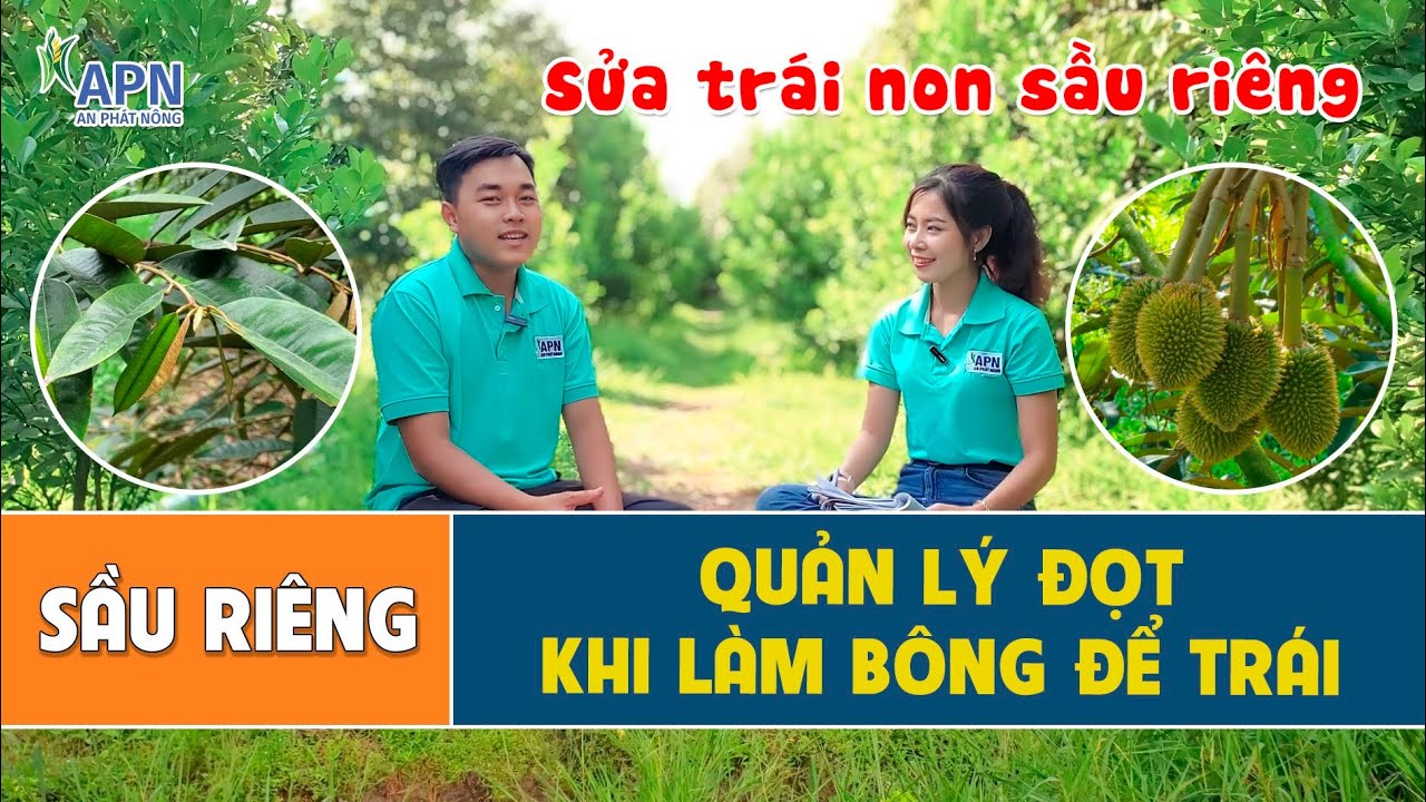 APN - KHI NÀO NÊN THẢ VÀ CHẶN ĐỌT | GIẢI PHÁP SỬA CHO TRÁI SẦU RIÊNG TRÒN ĐẸP