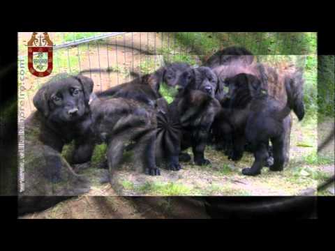 Видео: Кавказко овчарско куче