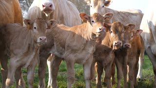 Mise à l'herbe des blondes d'Aquitaine