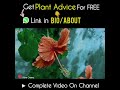 Common Reason Behind Hibiscus Leaf Curl Issue!