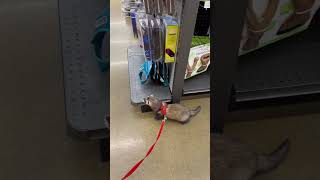 Simon Shopping at a Pet Store!  #ferret #pets