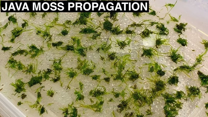 Java Moss Care Guide: Uses, Growth, Tank Requirements, etc. • Aquarium  Fishes