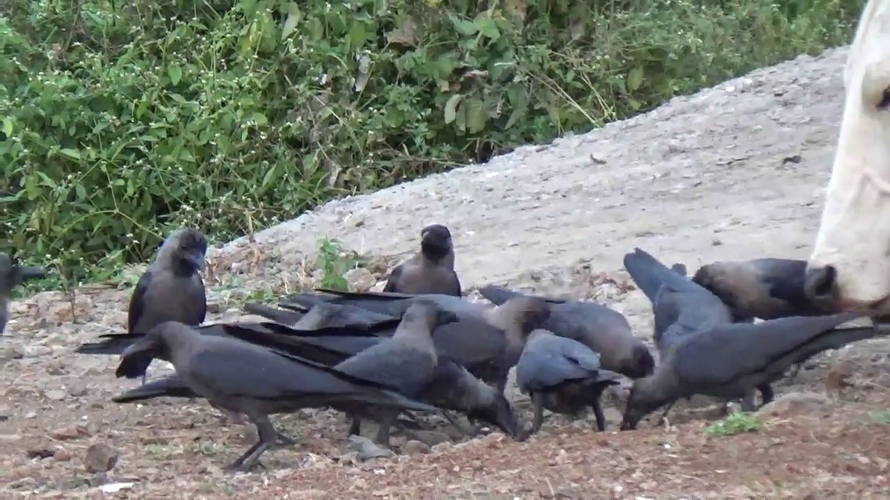 House crow, social behaviour, feeding कावळ्यांचे सामूहिक जेवण