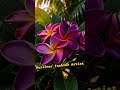 #berlinerfashionartist #fashion #berlin #blumen #rose #nature #flowers  #viral  KI generiert