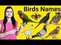 Learn Birds Name Hindi & English Language Both | पक्षियों के नाम | Birds Name | Birds Names
