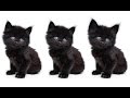 Which Kitten Is Not Like The Others? 😺 TAKE THE CHALLENGE 90% can&#39;t spot the difference