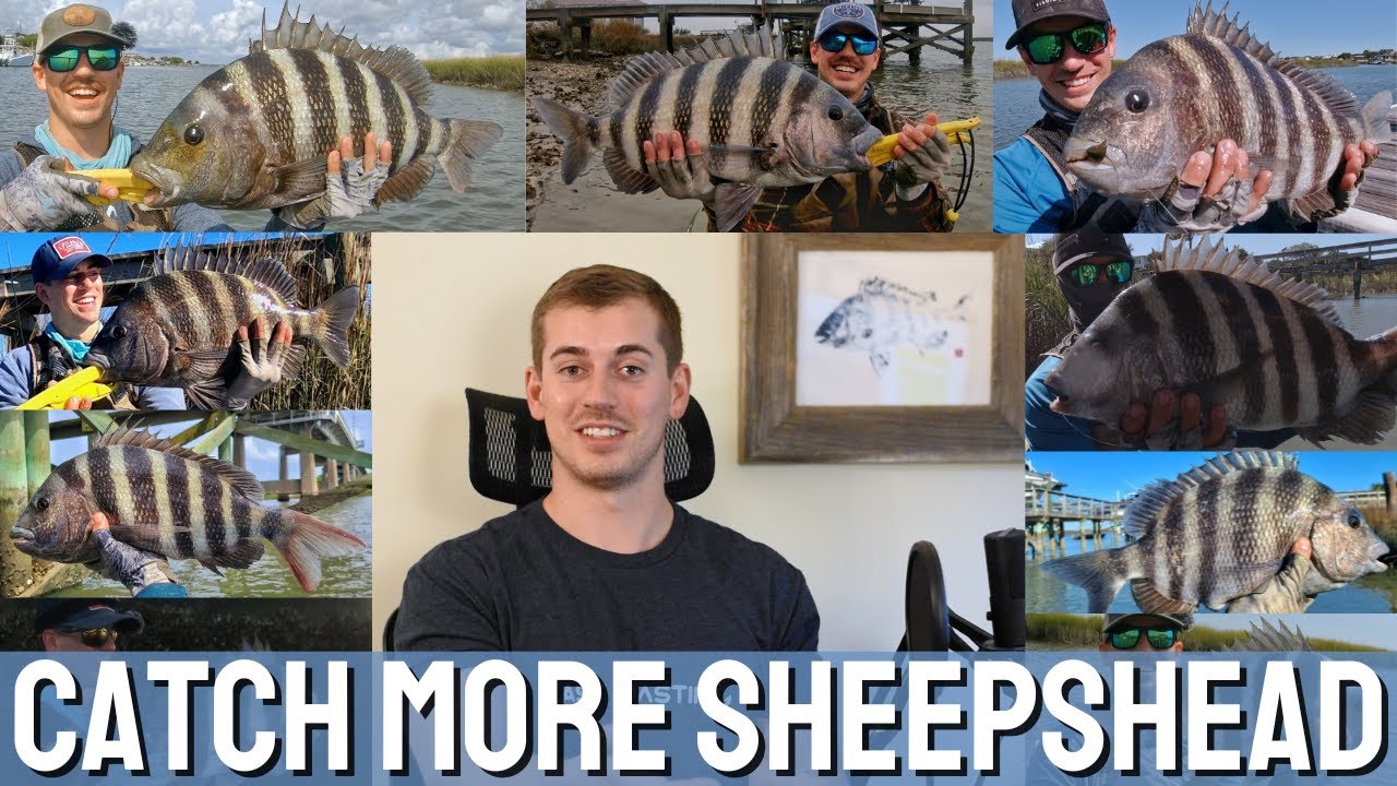 How To Catch Sheepshead Fish - A Complete Guide - Tyler's Fishing