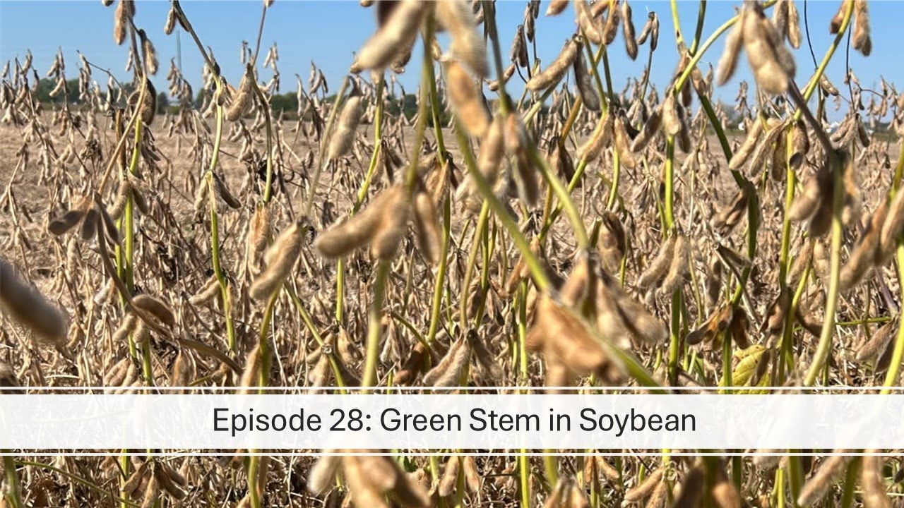 Season 3, Episode 28: Green Stem in Soybean