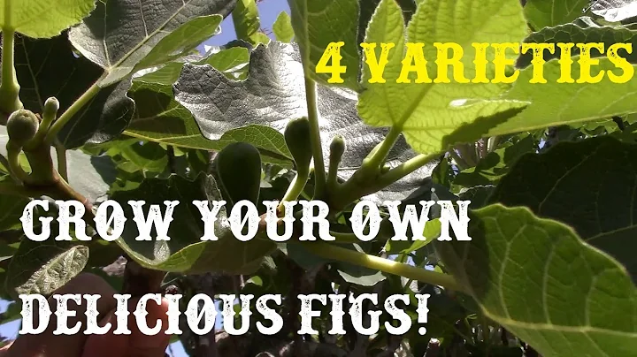 4 Really Great Back Yard Fig Tree Varieties (Brown...