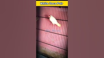 White Java Pair 🐦#javasparrow#shorts #youtubeshorts