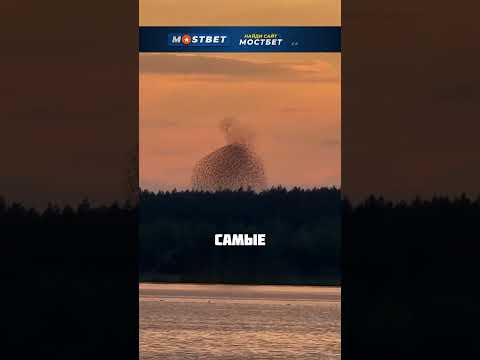 МУРМУРАЦИЯ