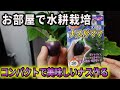【水耕栽培大学】ナスの室内水耕栽培をやってみた結果!!/Try growing dwarf eggplants by hydroponics!!