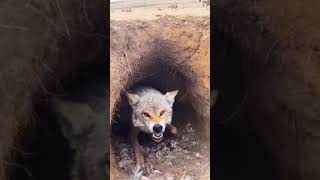 Annoyed Wolf Bites The Camera