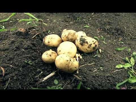 კომპანია \"ჯეოფერტი\"