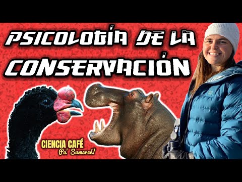 Video: ¿Qué es un ejemplo de conservación en psicología?