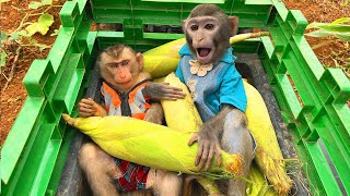 Two Happy Little Monkeys On A Cart Full Of Corn And Making Great Grilled Corn