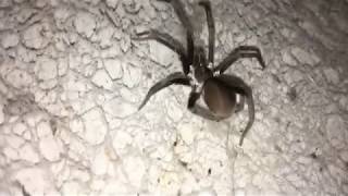 Exclusive Spiders under Hell's Bridge - Xeric Bayou Information