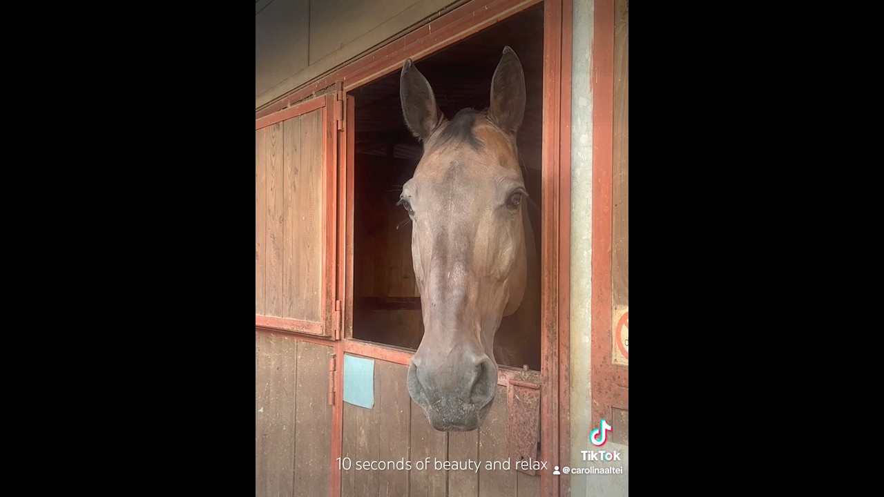 10 seconds of relax with my horse 