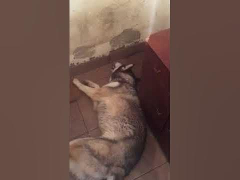 Эпилепсия у собак видео как выглядит
