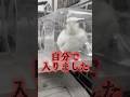 【自作自演】自分で入ったのに「出して！」と鳴くオカメの演技がひどいｗ #被害妄想