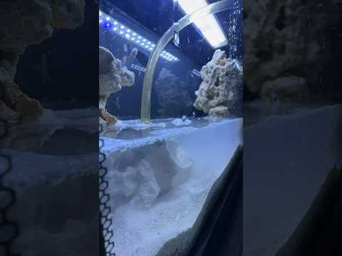 I’m buying every fish from Finding NEMO….  tank setup
