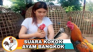 Pancingan suara ayam bangkok agar berkokok lebih cepat