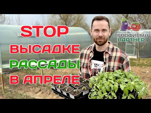 Стоп высадке рассады томатов | Оптимальные сроки посева и высадки #огород