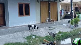 Detik Detik Anjing Betina Di Kawini Rame Rame