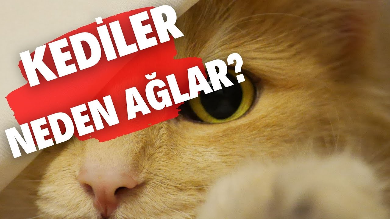 Kediler Neden Aglar L Kedilerin Hisleri Ve Duygu Gecisleri Hayvanlaralemi Youtube