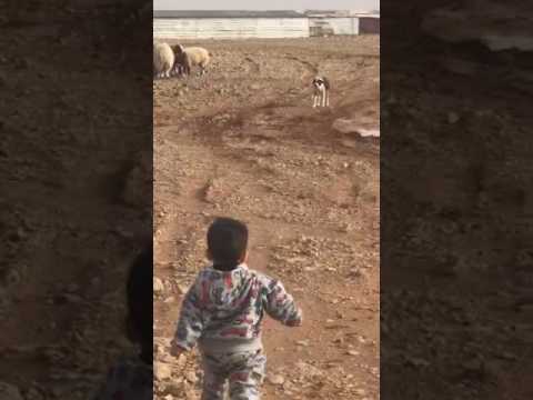 مقاطع مطرفة 