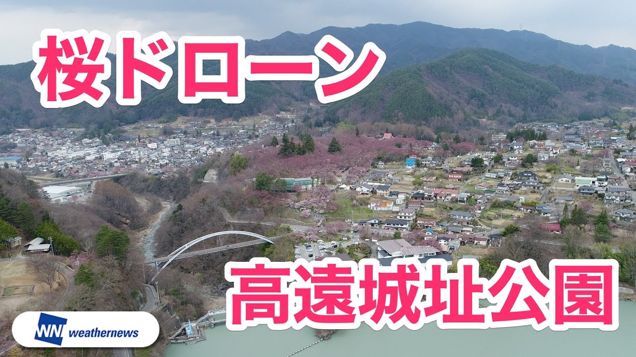 天下第一の桜まもなく満開 桜ドローン 高遠城址公園 長野県伊那市 Youtube