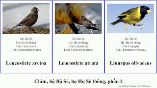 Chim, bộ Bộ Sẻ, họ Họ Sẻ thông, phần 2 hemignathus pyrrhula leucosticte euphonia lucidus loxia