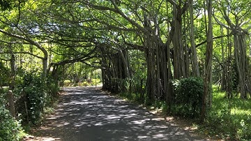 INDIAN SECTION CONVENTION - II