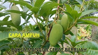 Cara Pruning Mangga Agar Cepat Berbunga dan Berbuah