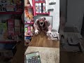 zombie #zombi #zombiesurvival #zombiworld #trending #kpop 🚨🚨🫥🐩🐰🐋🚨🛣️🌃🦍🦍🦬🦬