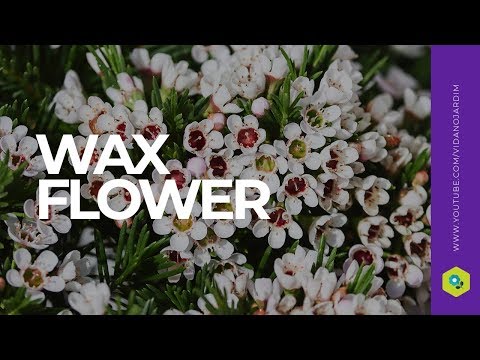 Vídeo: Mix Fittonia (25 Fotos): Cuidando De Uma Flor Em Casa. Características Da Floração De Uma Planta Adulta. Regras De Transplante