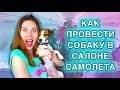 Собака в салоне самолета. Как провести собаку в самолете? Elli Di.