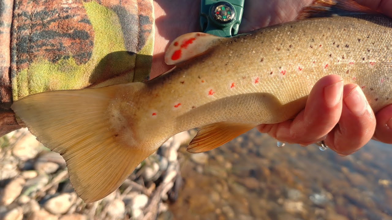 Munzur Vadisinde Kırmızı benekli alabalık avı(Bu balıklar çokkk güzelll)