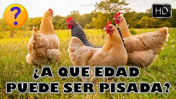 ¿Puede una gallina convertirse en gallo?