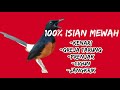 100%Murai batu Isian Mewah Kenari/Greja tarung/Cigun/Prenjak/Jangkrik/Tengkek udang