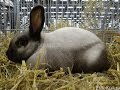 Кролик породы — Саландер