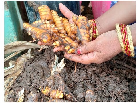 TURMERIC(పసుపు) 2కొమ్ములతో రూపాయి ఖర్చు లేకుండా/1కిలో పసుపు