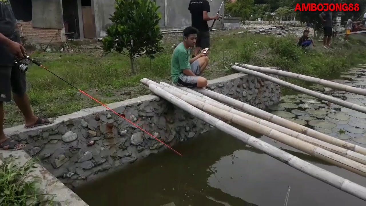 Mancing ikan nila di kolam pemancingan cp2