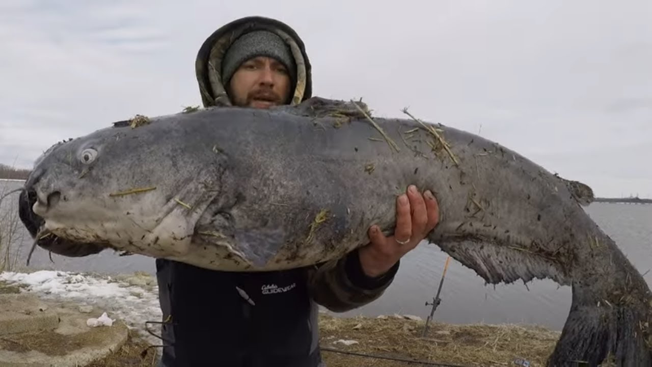 HUGE Catfish TINY BITE! Winter Bank Fishing YouTube