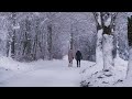 Serene snow falling music relaxing winter ambiance for cozy moments