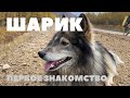 Выносливая собака в деле. Заброшенный город Кадыкчан | Беларусь - Магадан на велосипеде | Якутия
