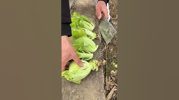 Slicing fresh spinach leaves with a sharp chef