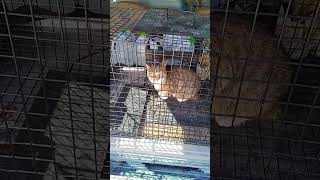 Feral Cat Brownie Off To The Vet