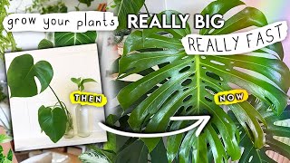 How To Grow Your Houseplants Big, FAST! How I Make My Plants Mature Quickly