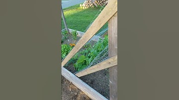Welcome to my garden - Cucumber Trellis